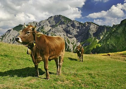 5 Top Programmpunkte im Allgäu für Schulklassen