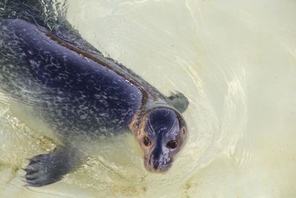 Klassenfahrt Kiel: Seehund im GEOMAR Aquarium entdecken und beobachten