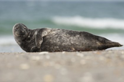 Seehunde Nordsee