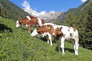 pures Almfeeling Pressmind Bild-ID : 1258502