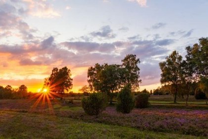 Lüneburger Heide