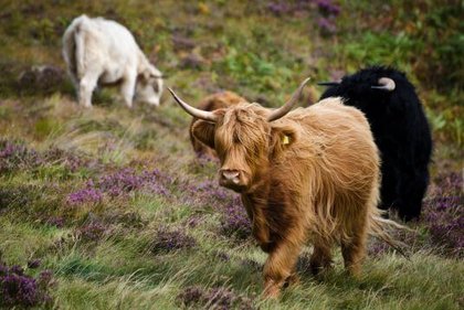 Schottische Highland-Rinder – Natur und Tierwelt hautnah auf der Klassenfahrt erleben