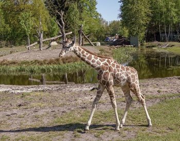 Serengeti-Park, Hodenhagen Pressmind Bild-ID : 3207585