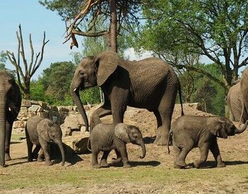 Safaripark Beekse Bergen