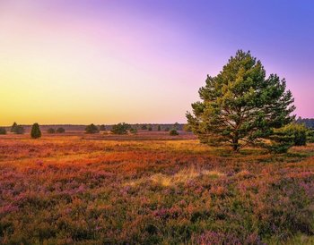 Lüneburger Heide