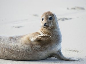 Nordsee St. Peter-Ording