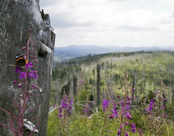 Bayerischer Wald Waldmünchen