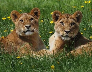 Safaripark Beekse Bergen