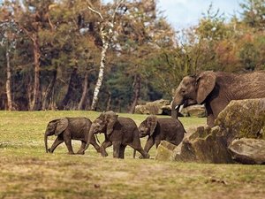 Safaripark Beekse Bergen
