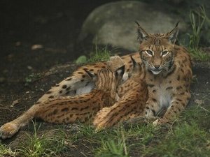 Bayerischer Wald Waldmünchen