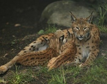 Bayerischer Wald Waldmünchen