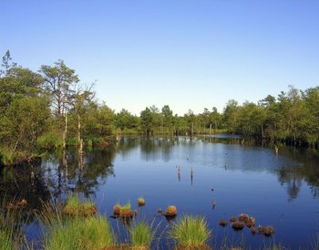 Lüneburger Heide Schneverdingen