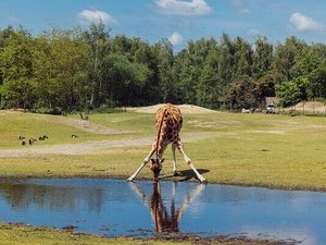 Safaripark Beekse Bergen
