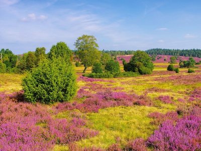 Klassenfahrt Lüneburger Heide