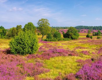 Lüneburger Heide