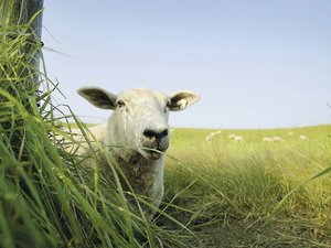 Halbinsel Butjadingen