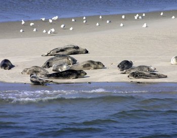 Nordsee Halbinsel Butjadingen
