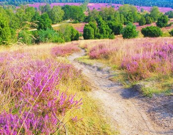 Lüneburger Heide