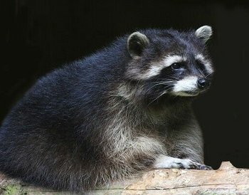 Bayerischer Wald Waldmünchen