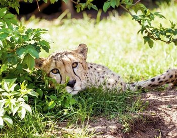 Serengeti-Park Hodenhagen Pressmind Bild-ID : 3877267