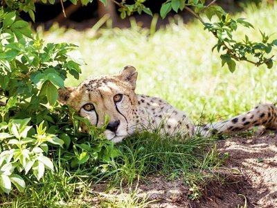 Lüneburger Heide Serengeti Park