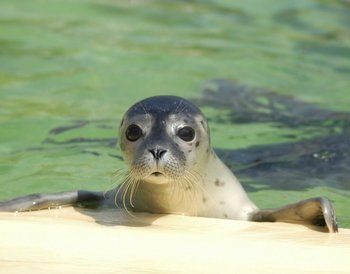 Nordsee Norden-Norddeich
